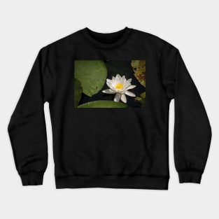 Beautiful white waterlily in the Danube Delta, Romania, on summer day Crewneck Sweatshirt